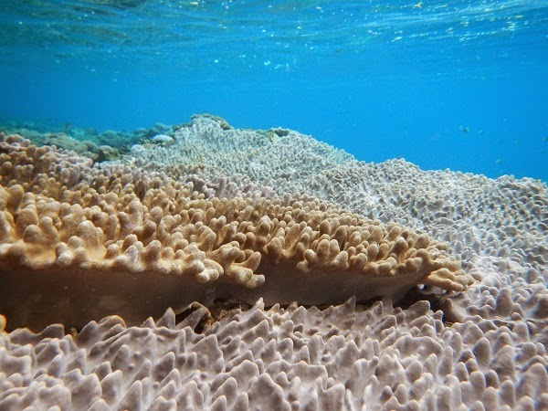 バリ島：おすすめのシュノーケリングポイント（レンボンガン島サンゴ礁の画像）