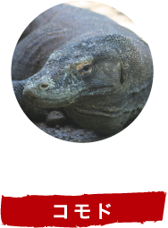 コモド