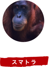 スマトラ