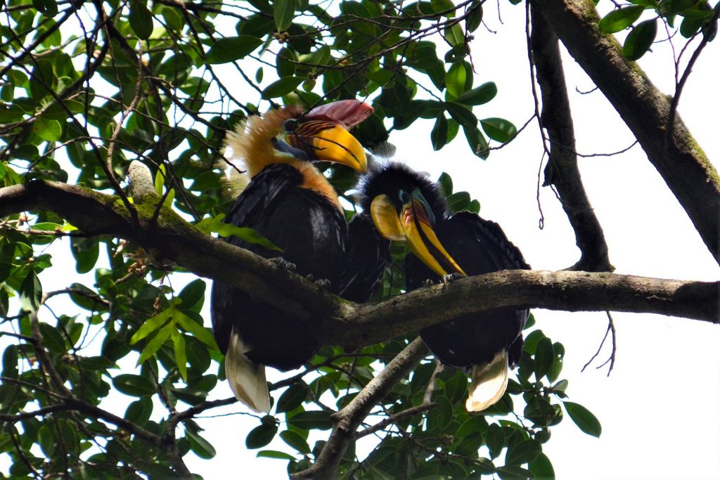 explore-sulawesi-hornbills