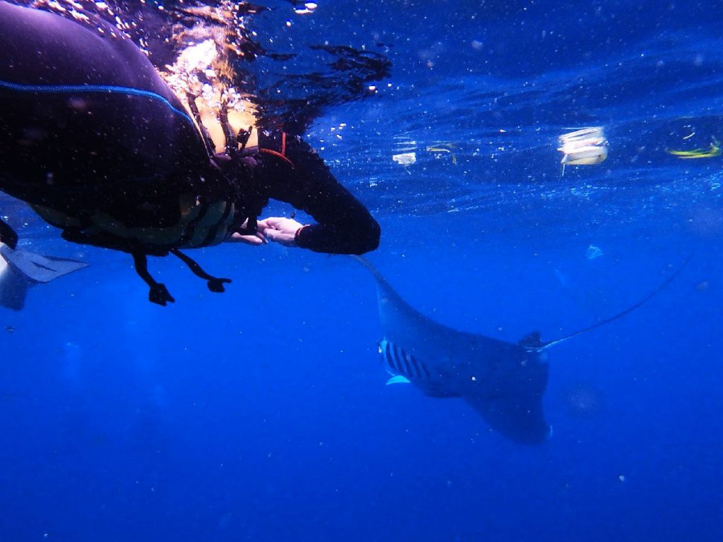 explore-penida-manta