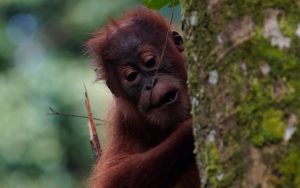 オランウータンの赤ちゃん