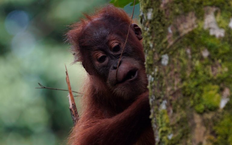 オランウータンの赤ちゃん