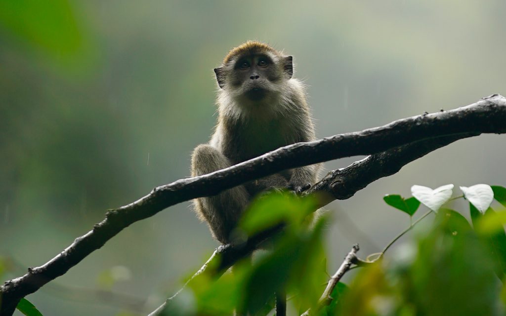 スマトラで出会ったカニクイザル