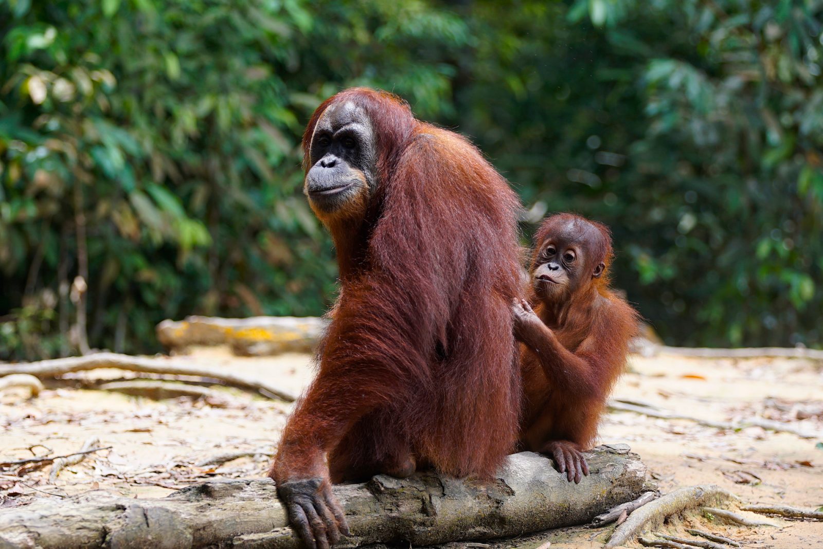 【スマトラ島】オランウータンと6種類の霊長類を探す旅