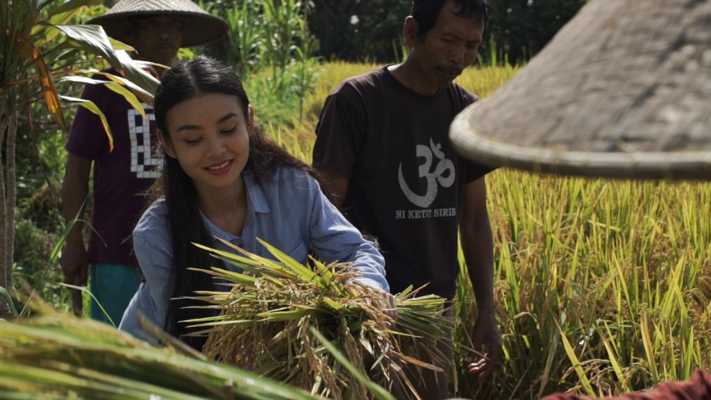 worldheritage-subak-harvesting2