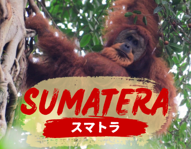 スマトラ島の魅力