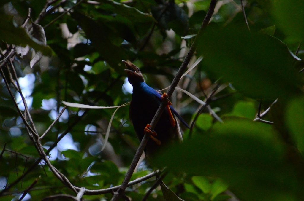 explore-bird-of-paradise
