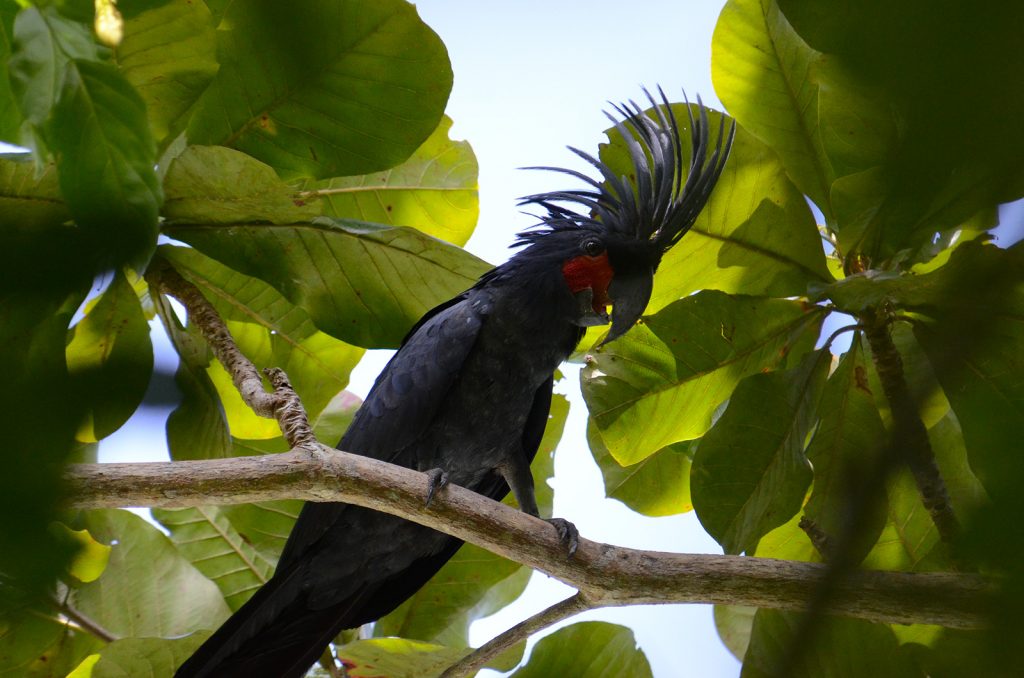 explore-rajaampat-cockatoo