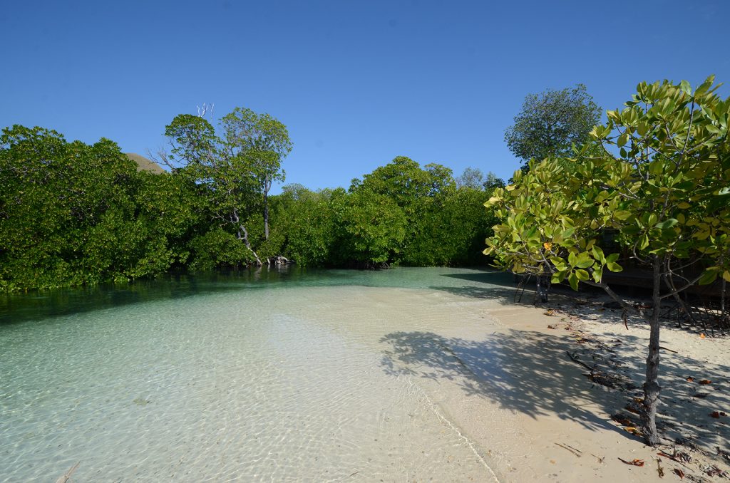 komodo-mangrove-forest
