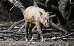 インドネシア、スラウェシのバビルサ