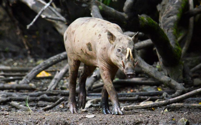 インドネシア、スラウェシのバビルサ