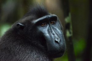 スラウェシ島のクロザル