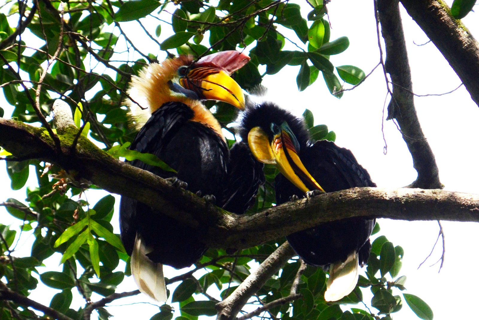 アカコブサイチョウ