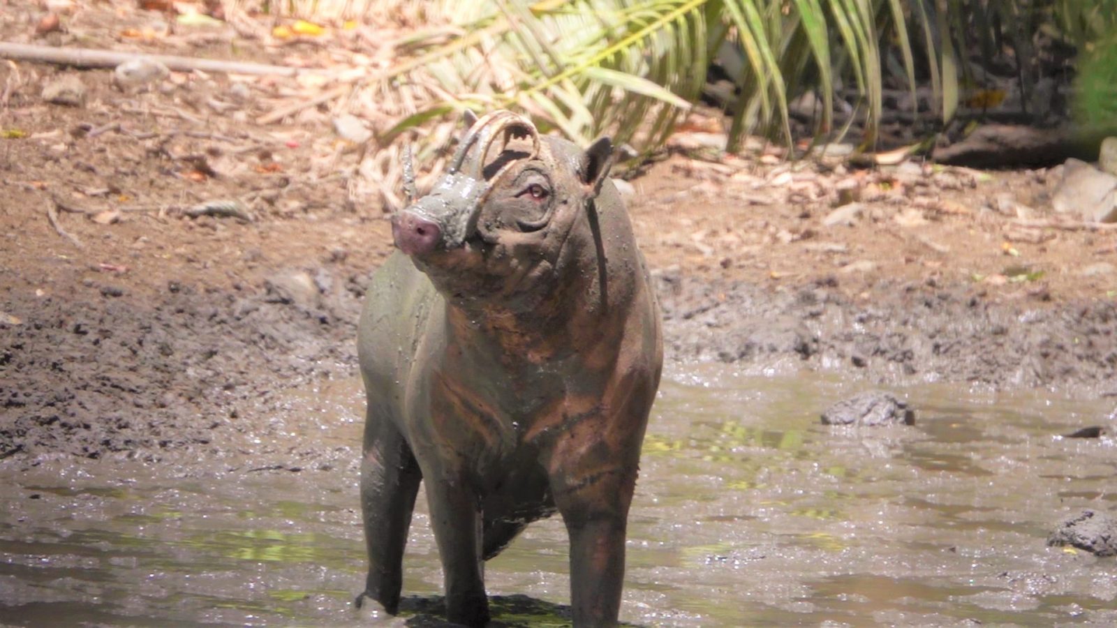 【スラウェシ島】4牙イノシシのバビルサと不思議動物を探すウォーレシアの旅