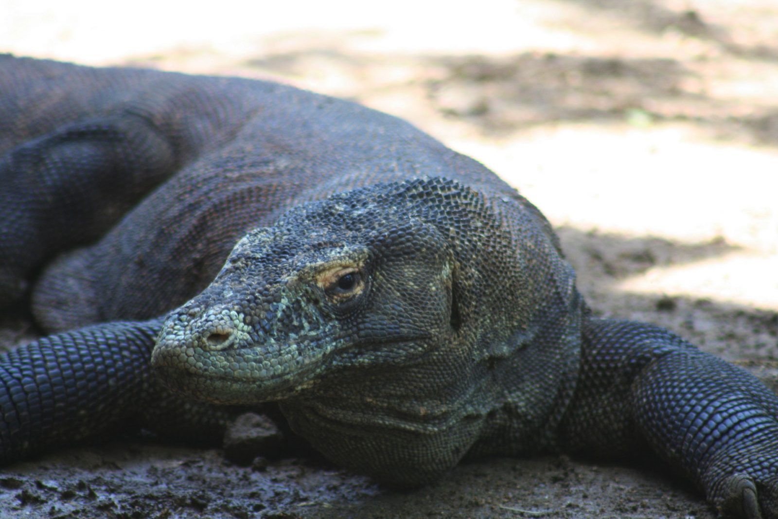 【コモド島】船やカヤックで島を巡りコモドドラゴン探しの旅