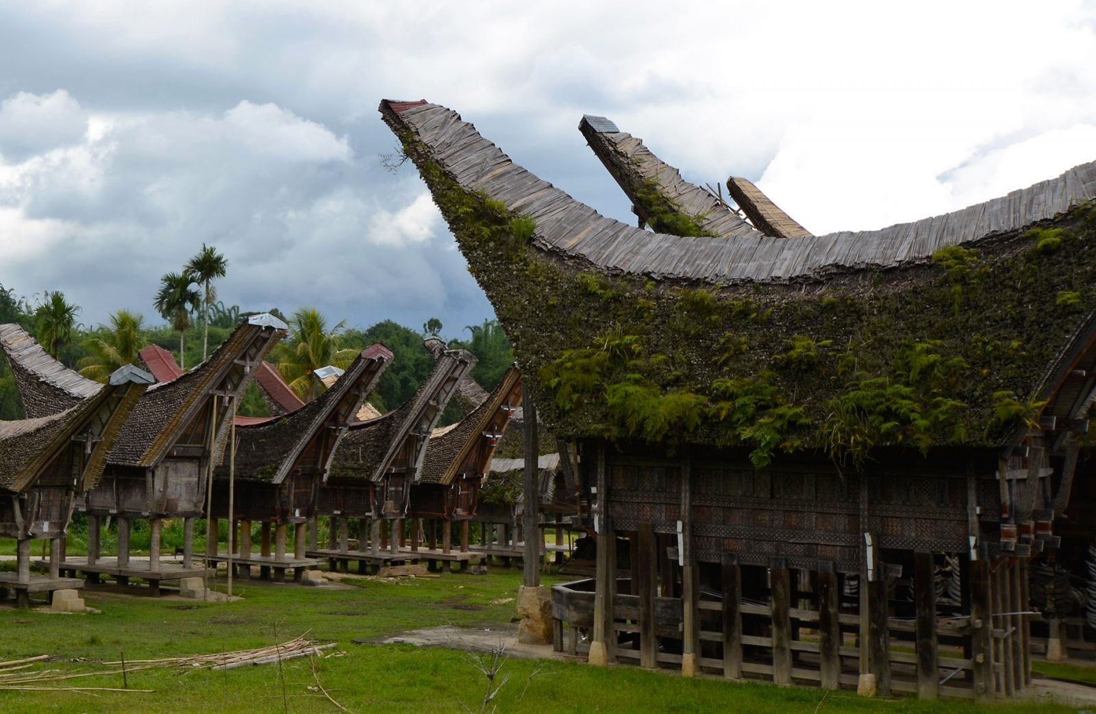 【スラウェシ島】トラジャ族、生死の宇宙観を感じ、幻の珈琲を求める5日間の旅