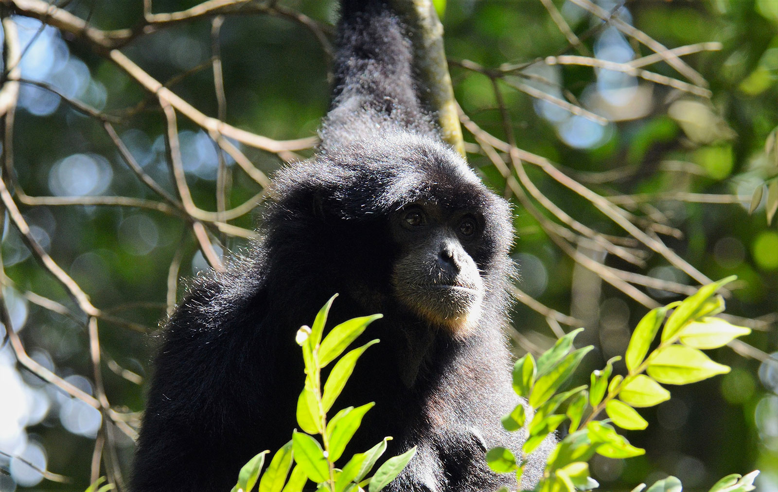 フクロテナガザル