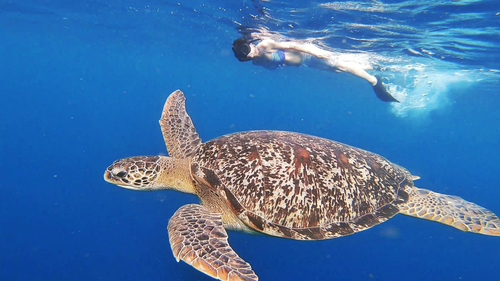 ギリ島で海亀探し１泊２日の旅