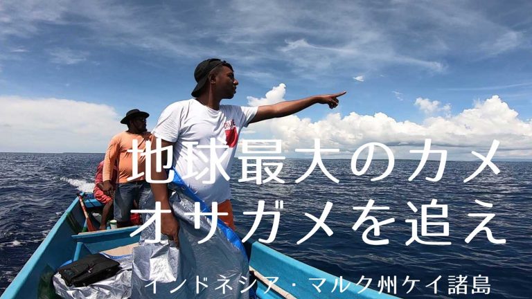 インドネシアでオサガメ探し