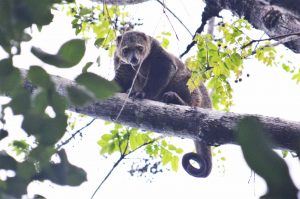 スラウェシ島の森にいるクスクス