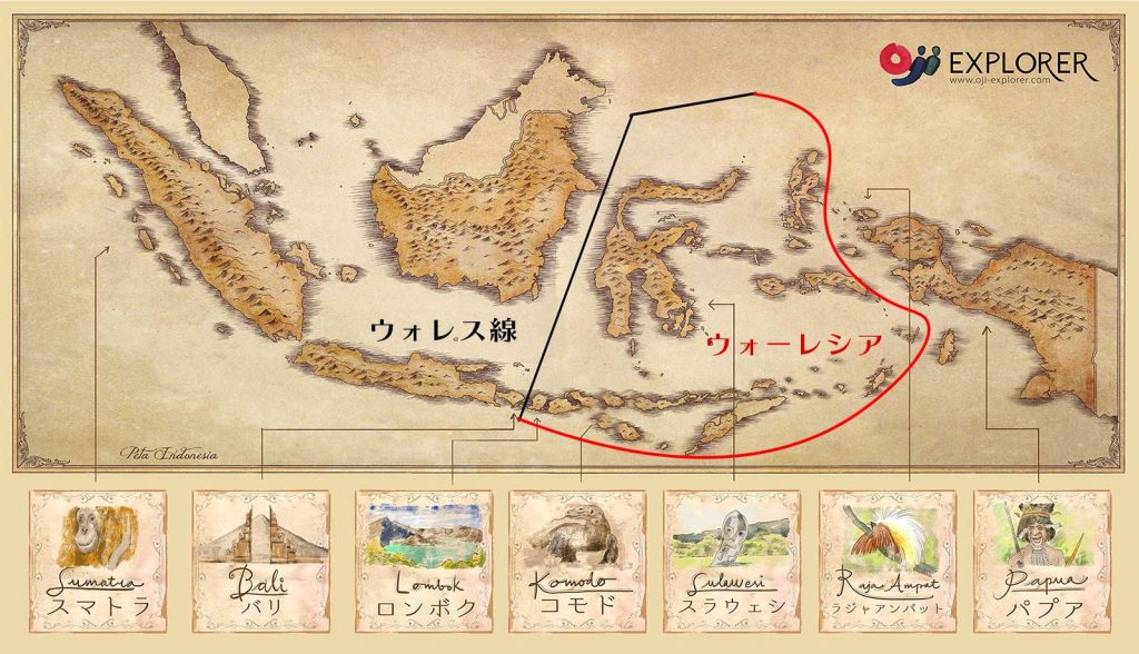 ウォレス線とワラセア