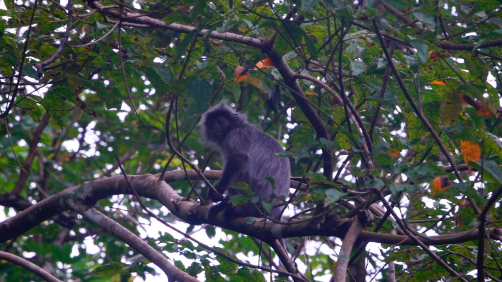 ブキットラワンで出会ったシルバーリーフラングール