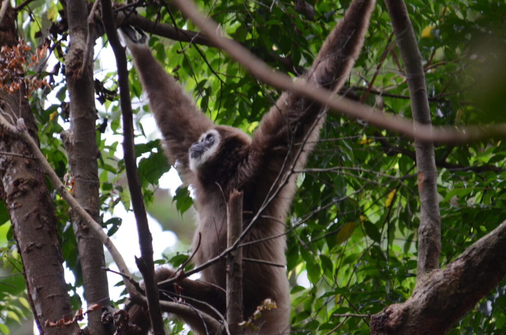 スマトラ島にいるシロテナガザル