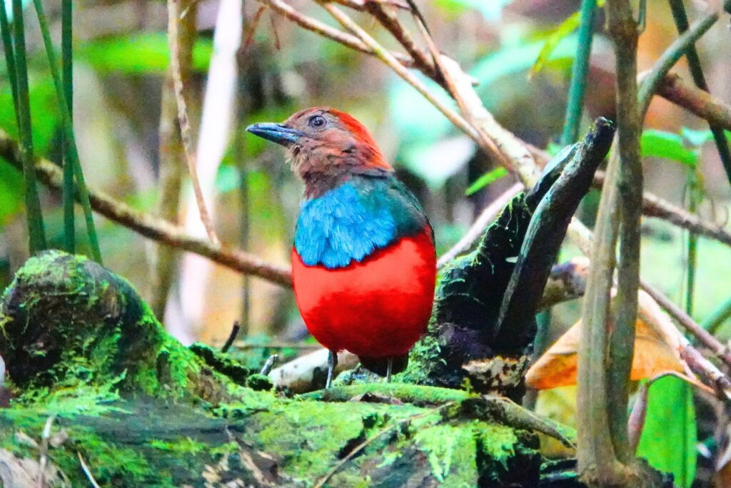 NorthMoluccanPitta-halmahera-indonesia