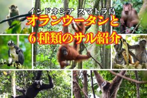 スマトラのジャングルでオランウータンと6種類の霊長類探しの旅