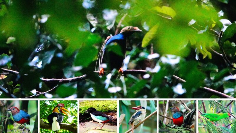 【ハルマヘラ島＆スラウェシ島】『シロハタフウチョウとヤイロチョウ』バードウォッチングの旅