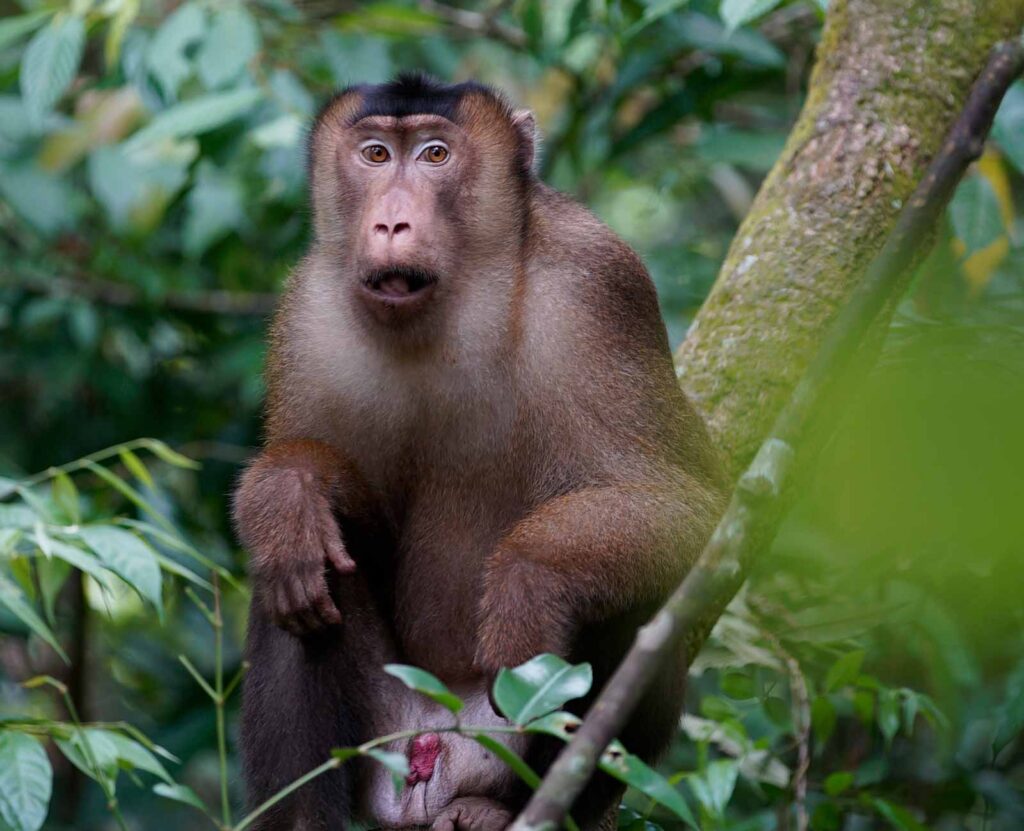 スマトラの森で出会っミナミブタオザル