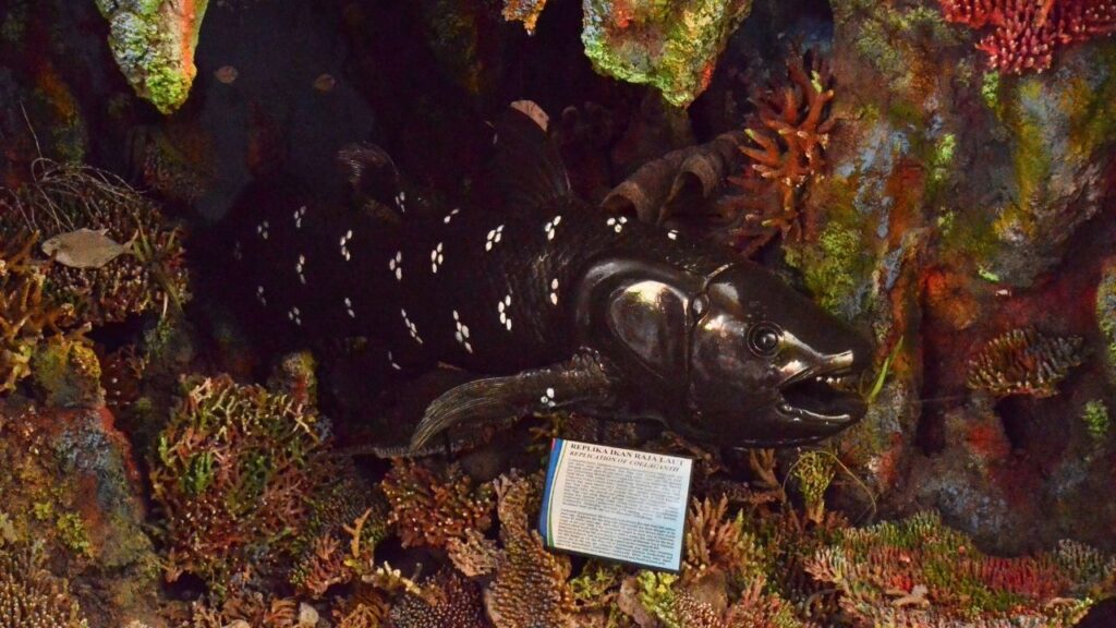 世界でシーラカンスが3番目に発見されマナドの博物館でシーラカンスの模型が展示されている