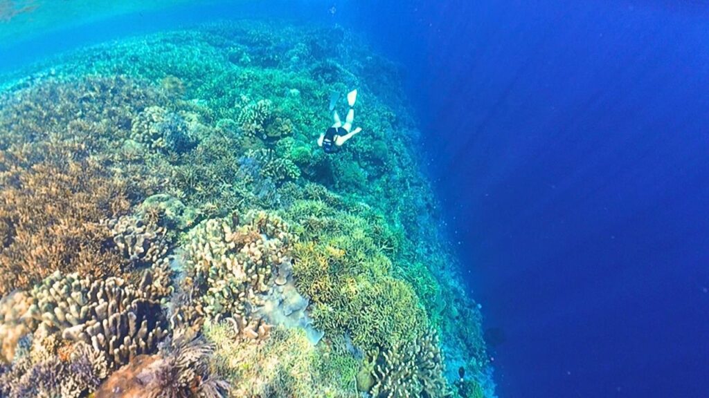 コーラルトライアングルの中心にあるスラウェシ島のサンゴ礁