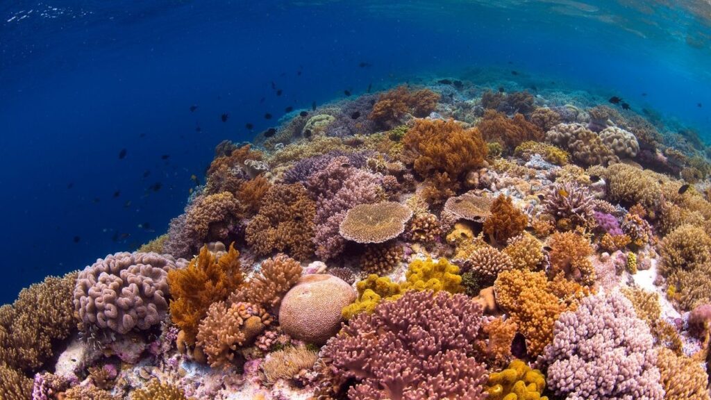 世界最高峰のサンゴ礁の種類を誇るスラウェシ島のワカトビの海
