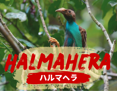 テルナテ島&ハルマヘラ島の魅力