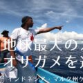 インドネシアでオサガメ探し
