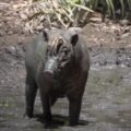 スラウェシ島に生息しているバビルサ