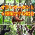 スマトラのジャングルでオランウータンと6種類の霊長類探しの旅