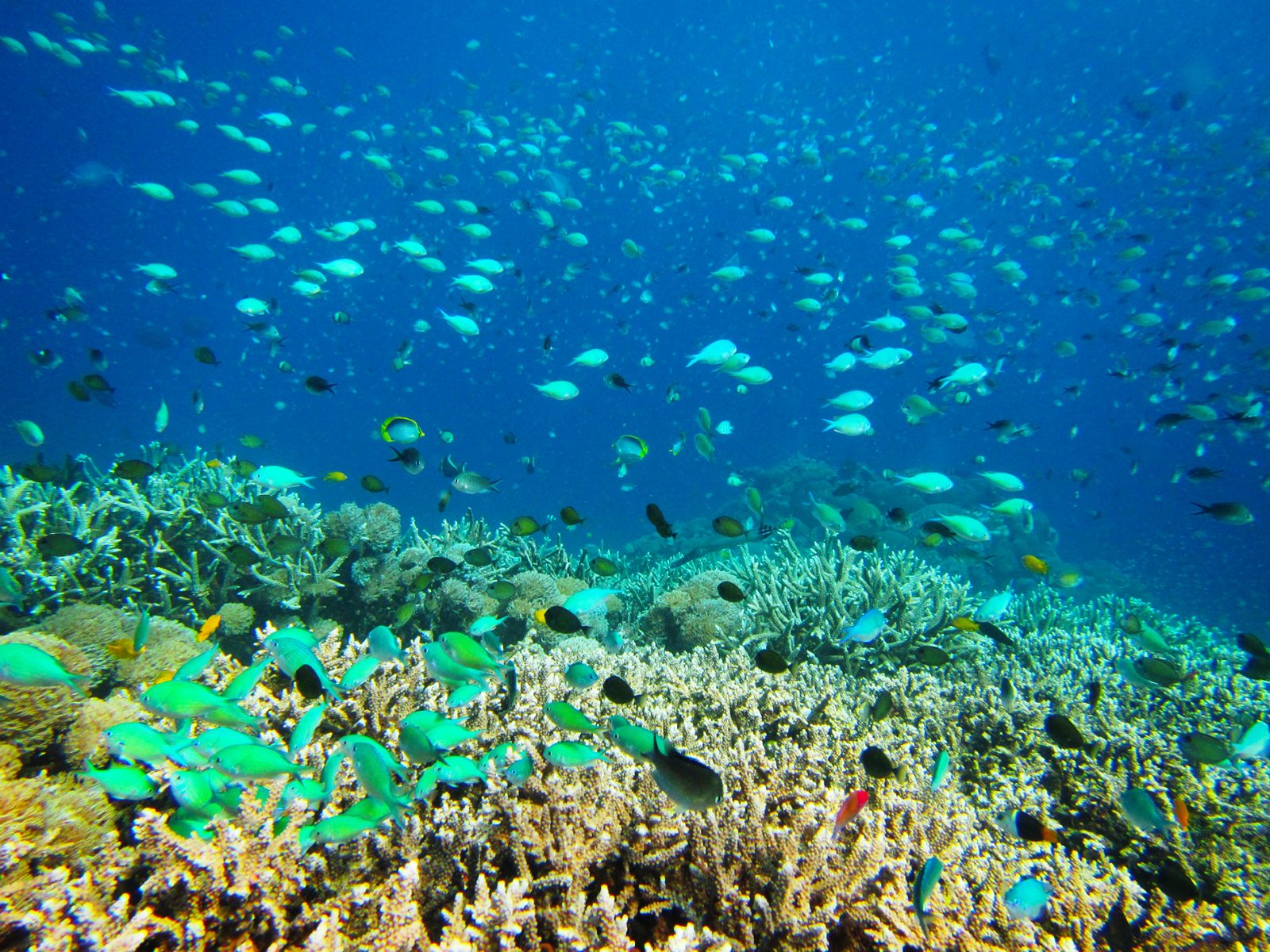 レンボンガン島のサンゴ礁