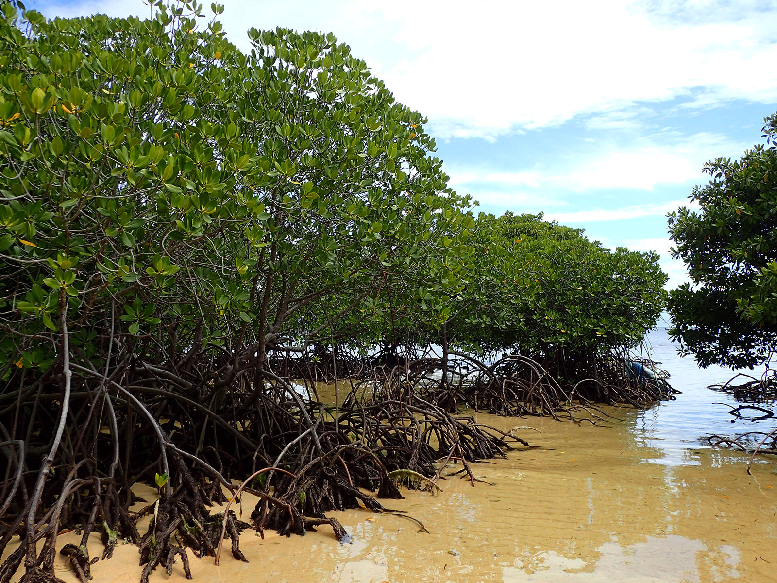 mangrove4