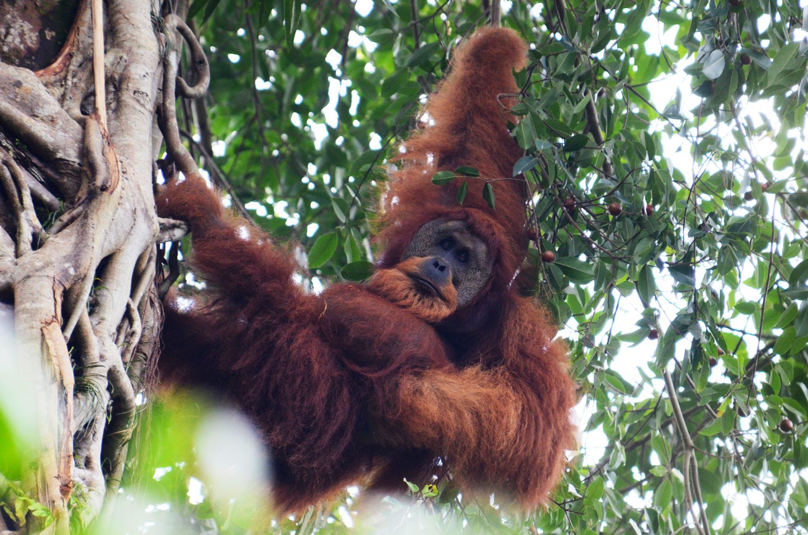 explore-sumatra-orangutan