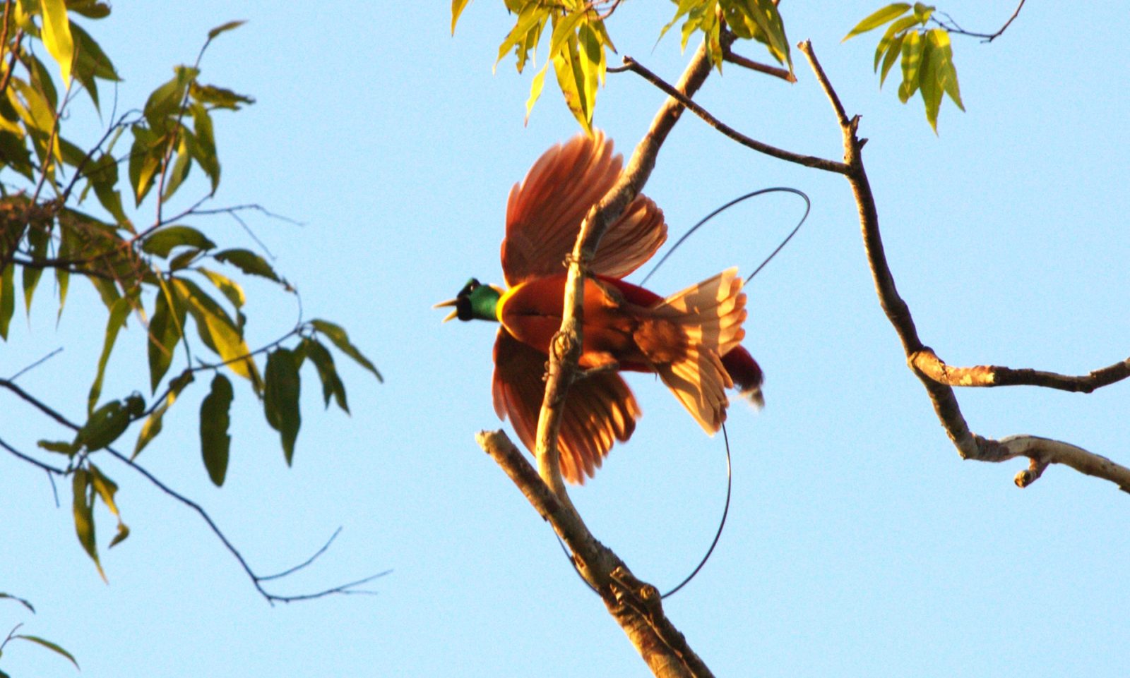 explorepapua-red-birdofparadise