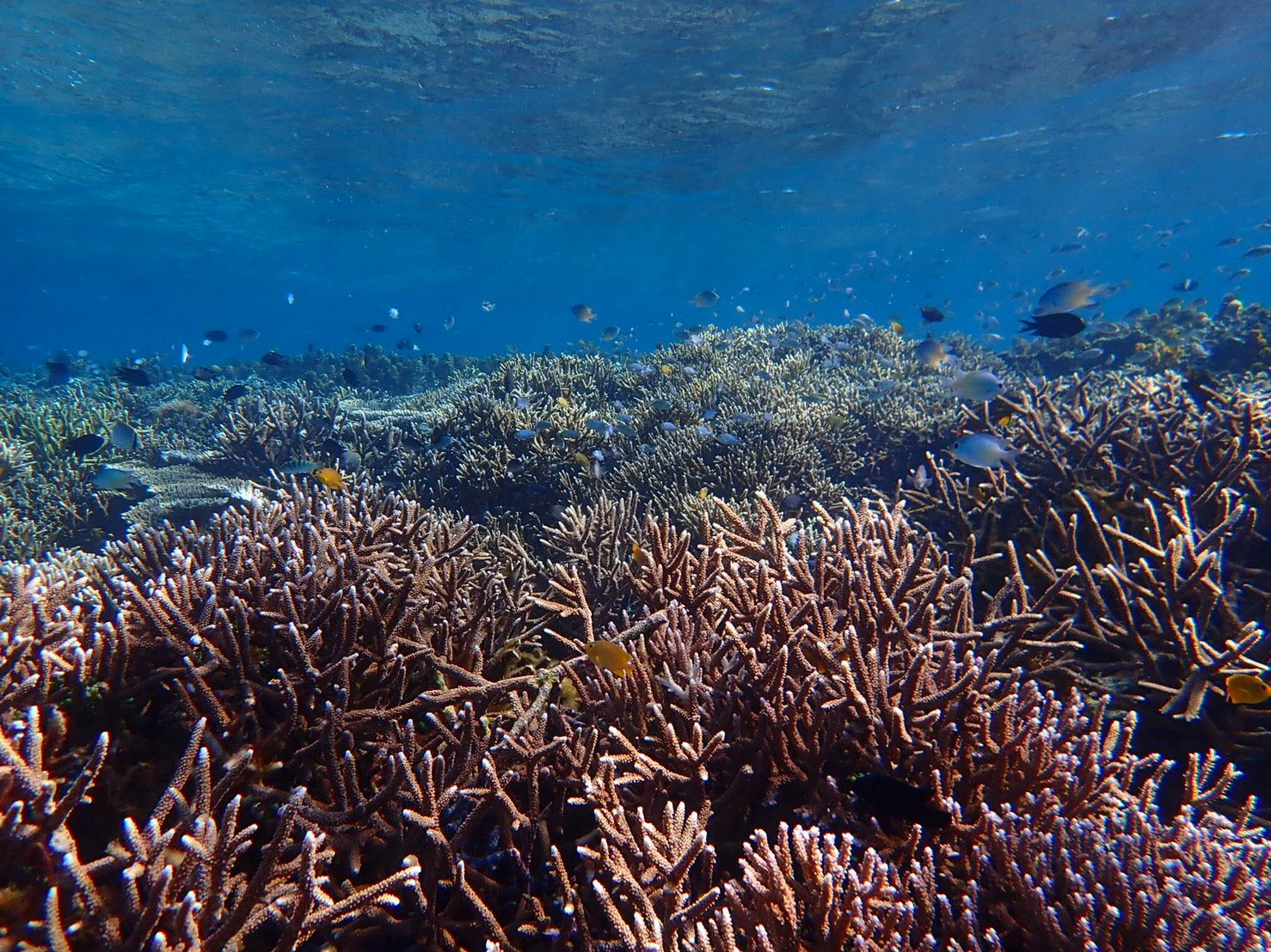 komodo-snorkeling-coral