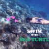 【2020年 ギリ島】現地個人手配でウミガメと泳ぐシュノーケリングツアーに参加する方法