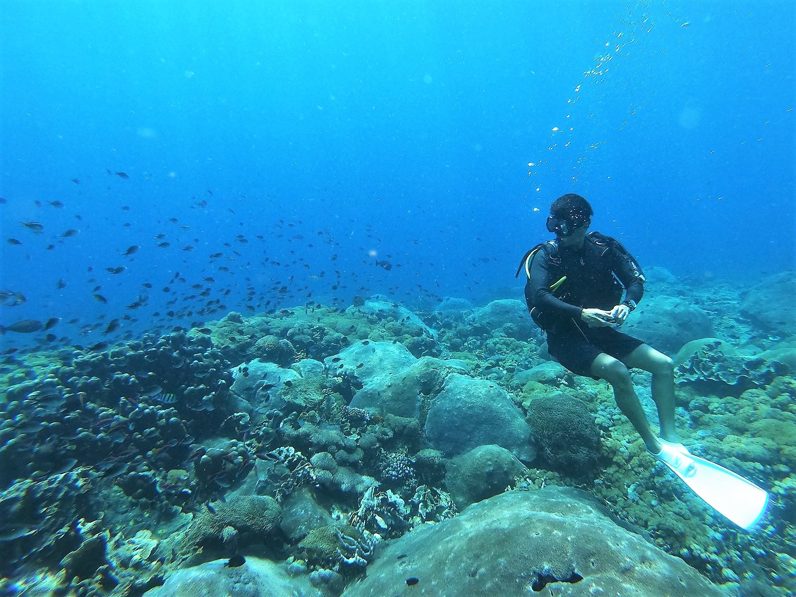 バリ島体験ダイビング