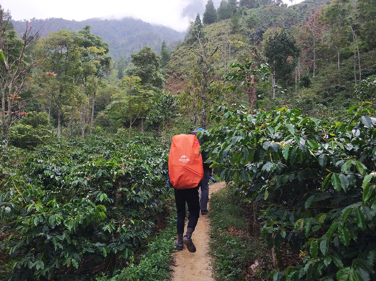 coffee-plantation-baraka