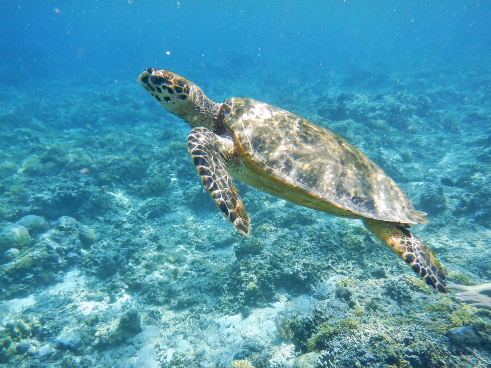 sea-turtle-sd