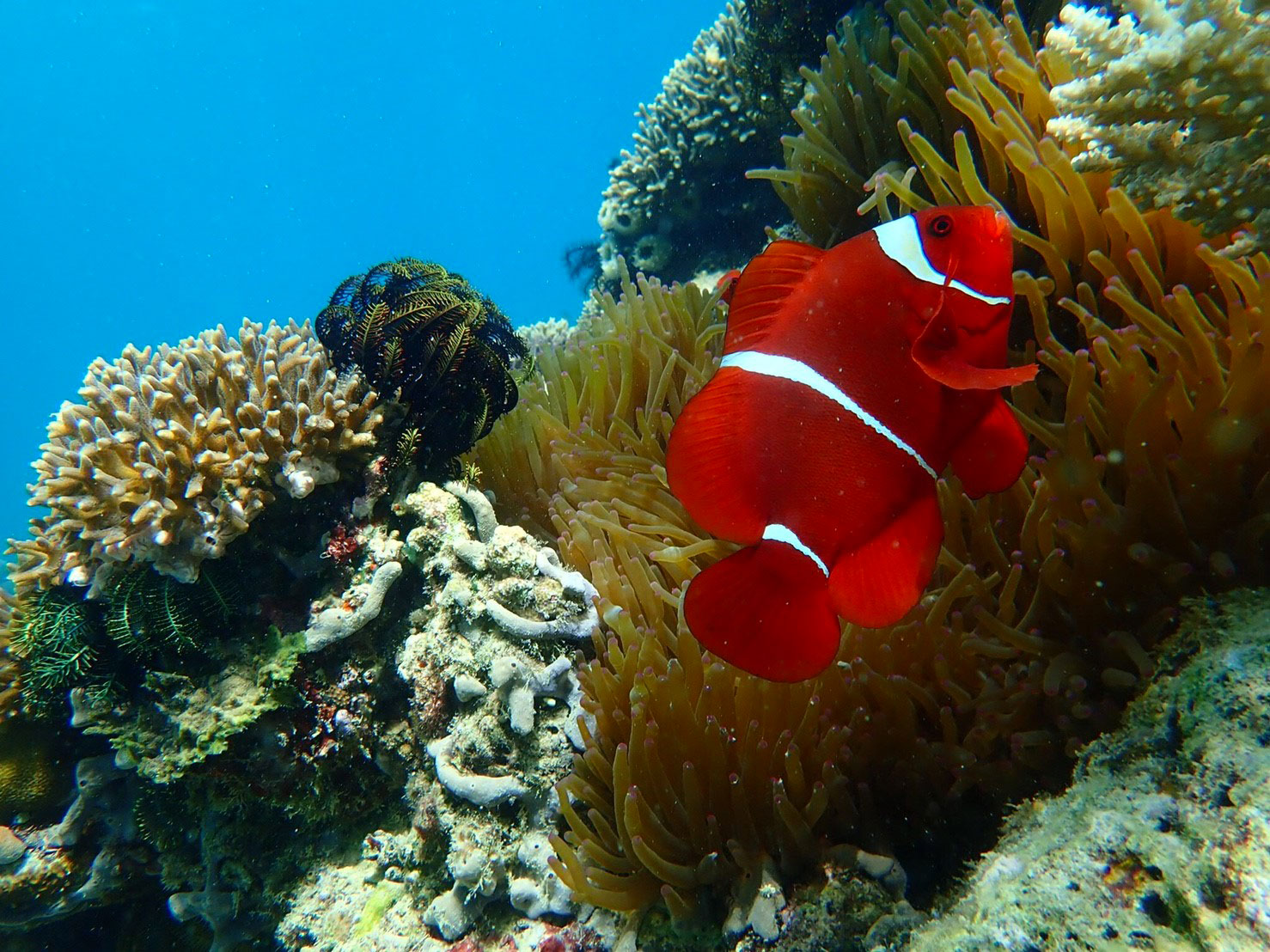 komodo-anemone-fish