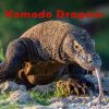 【 インドネシア・コモド島 】コモドドラゴンの詳しい生態と実態を紹介